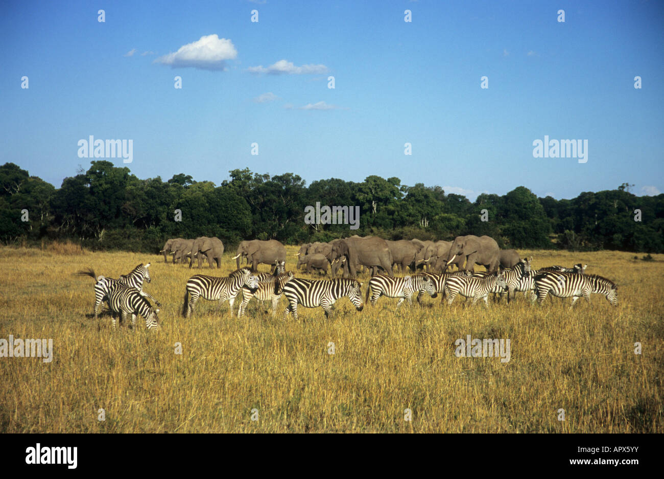 Elefante africano e pianure zebra (Loxodonta africana) pascolano in una prateria aperta Foto Stock
