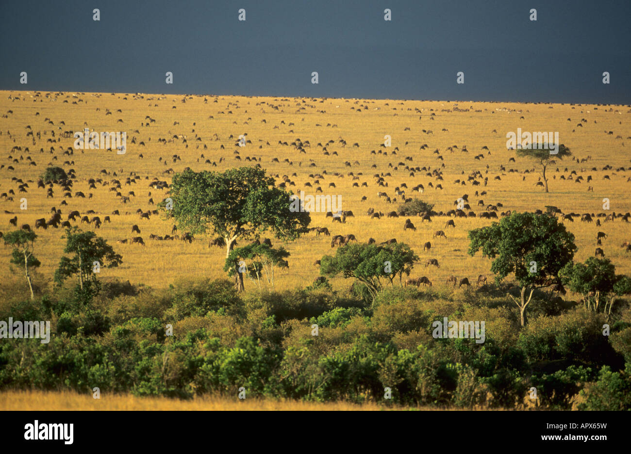 White barbuto gnu allevamenti (Connochaetes taurinus) sparse sulle praterie del Masai Mara Foto Stock