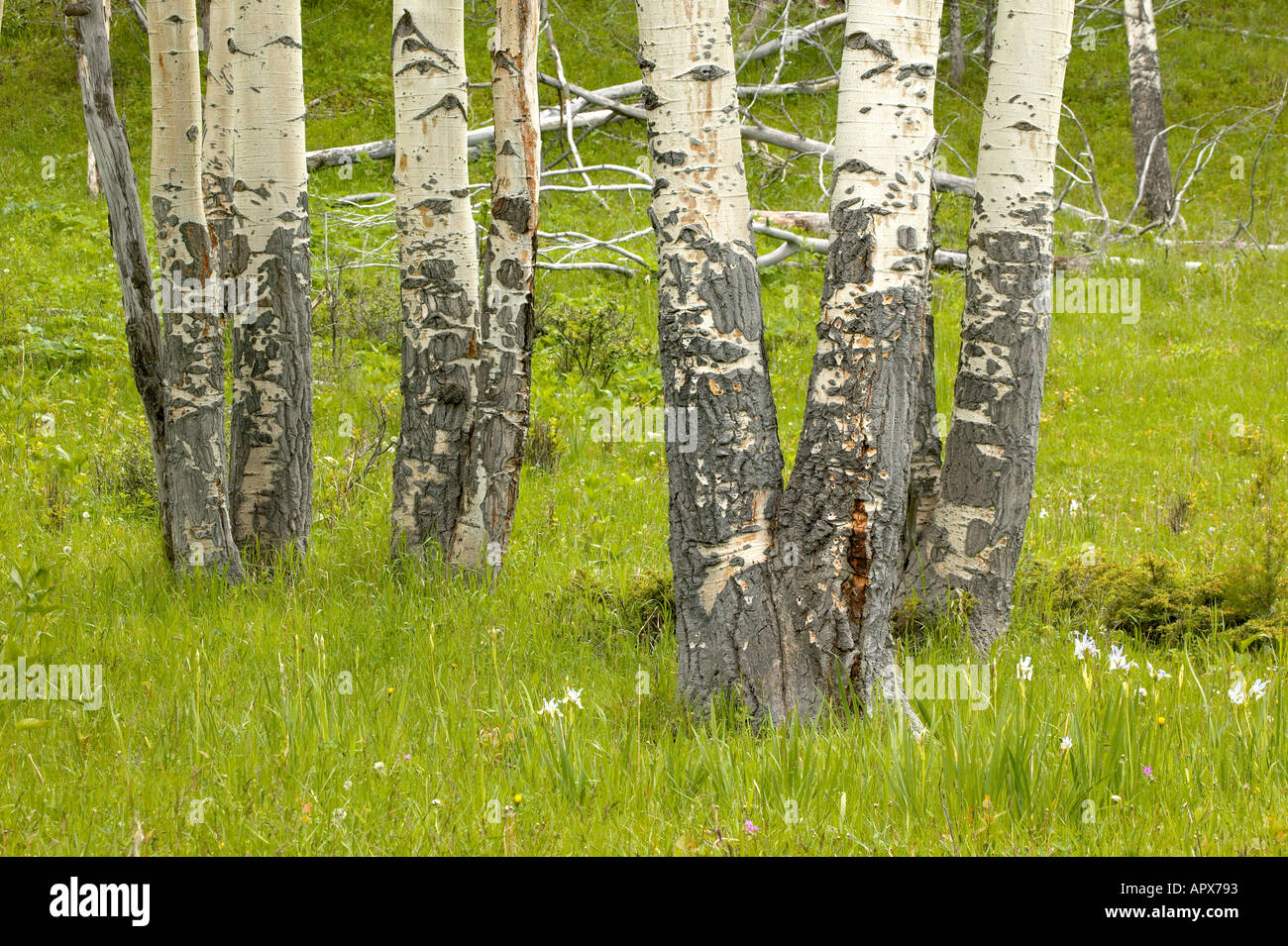 Aspen alberi Parco Nazionale di Yellowstone Foto Stock