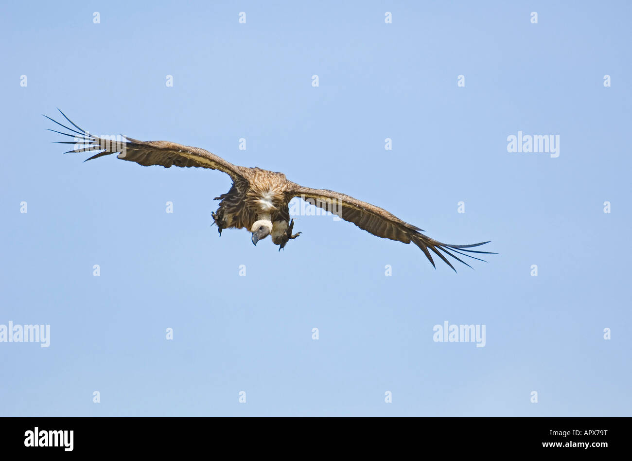 Avvoltoio Whitebacked in volo Foto Stock