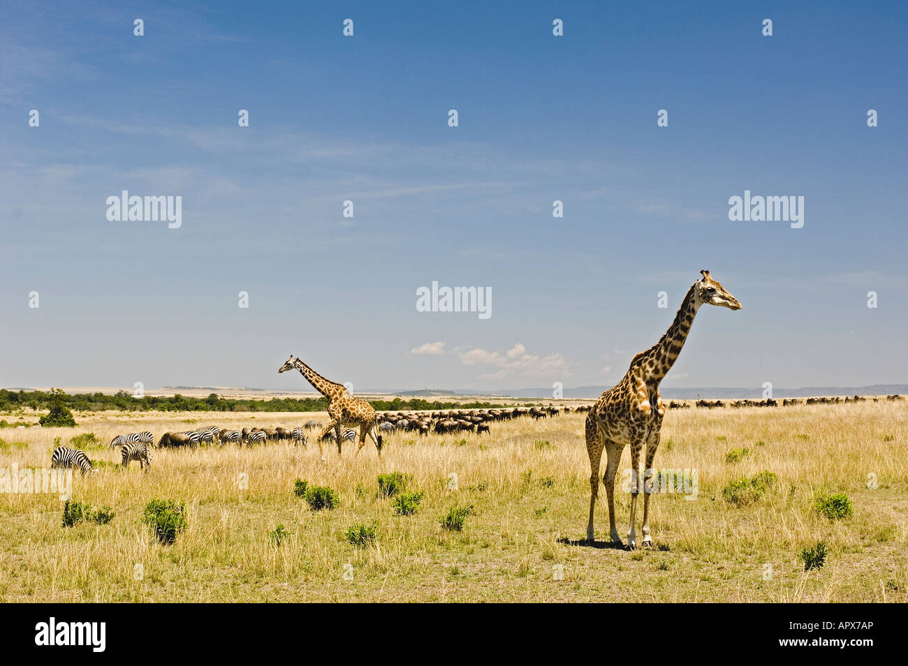 Masai Mara il paesaggio con le giraffe zebre e GNU Foto Stock