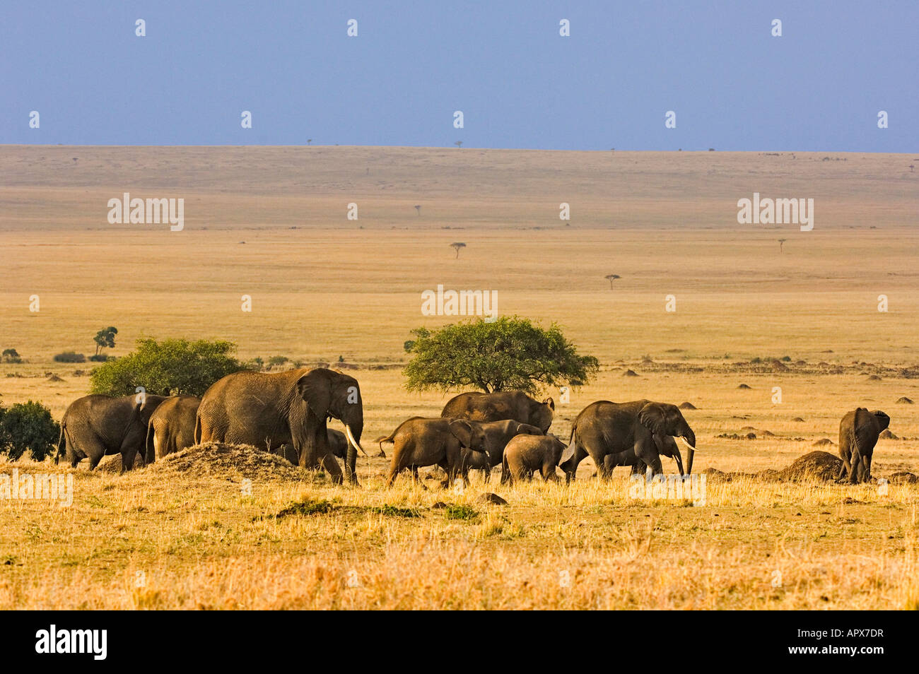 Una mandria di elefanti su open Masai Mara plains Foto Stock