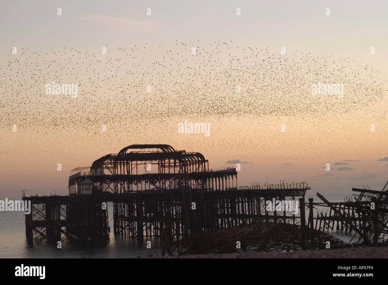 Per gli storni al tramonto a costa oltre il Molo Ovest di Brighton prima di fuoco Foto Stock