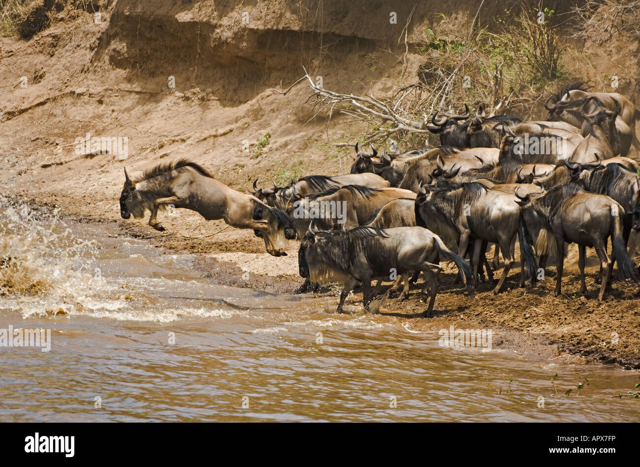 Gnu migrazione in un attraversamento fluviale che mostra gli animali saltando nel fiume di Mara per attraversarlo Foto Stock