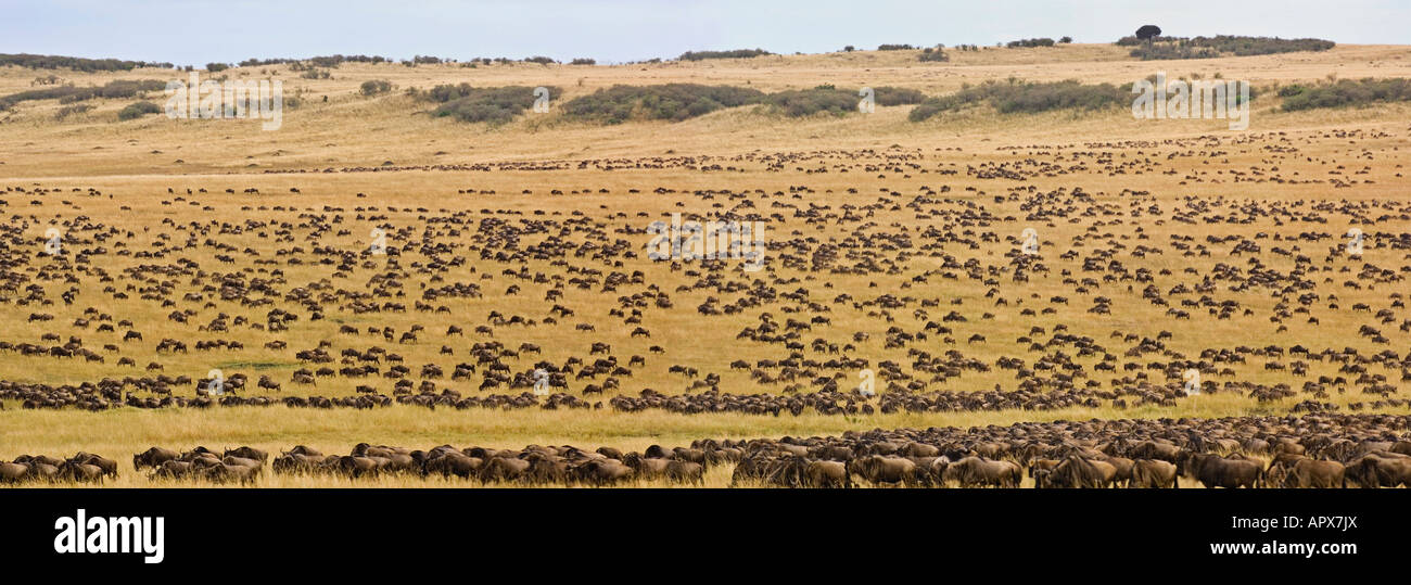 Gnu migrazione (Connochaetes taurinus). Panoramica con migliaia di gnu per il pascolo su Masai Mara pianure. Foto Stock