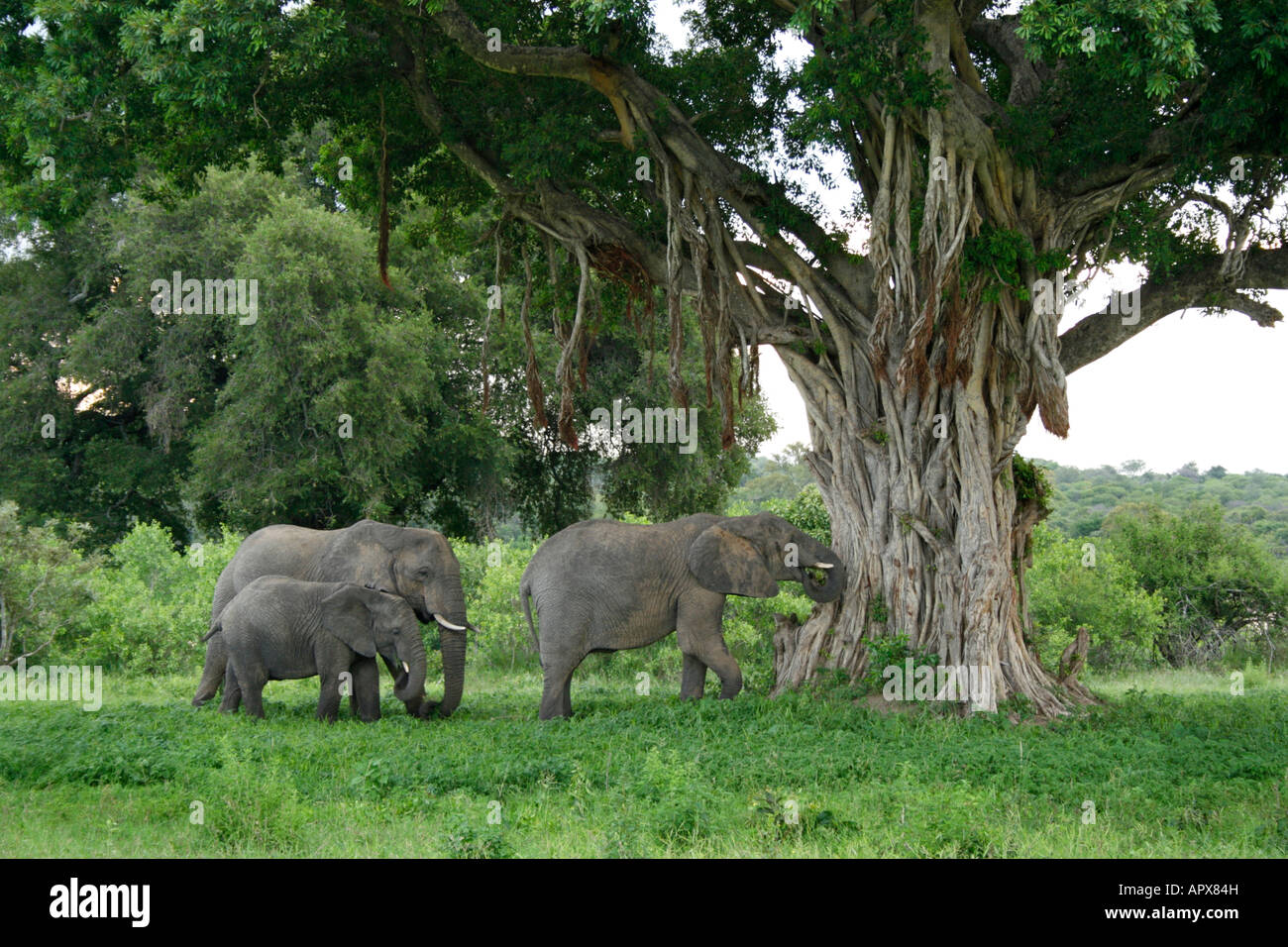 Gruppo di tre elefanti in piedi sotto un enorme albero di fico Foto Stock