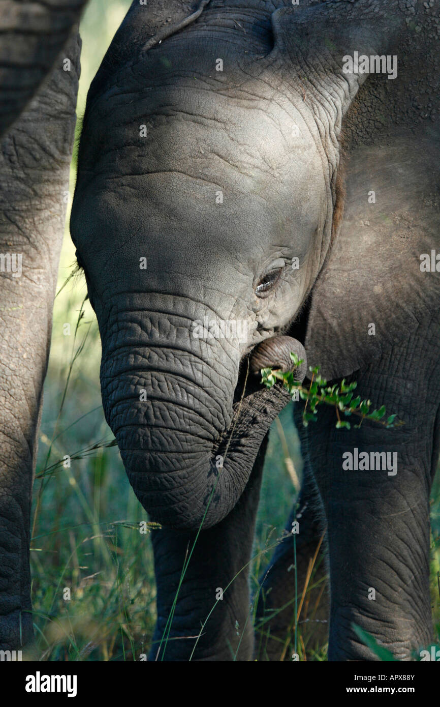 Elephant allattamento sulla vegetazione Foto Stock