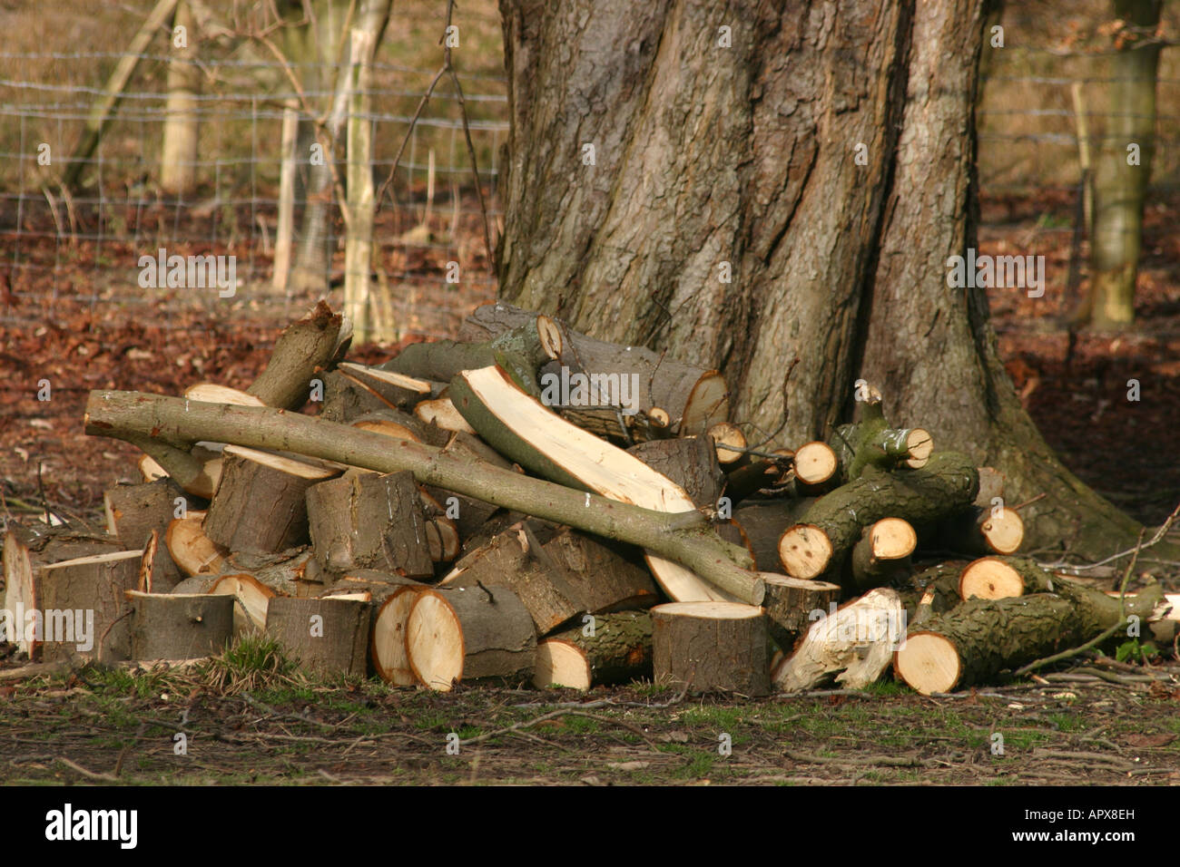 Legno di alberi da bosco registra incendio del carburante Legname Legname Foto Stock