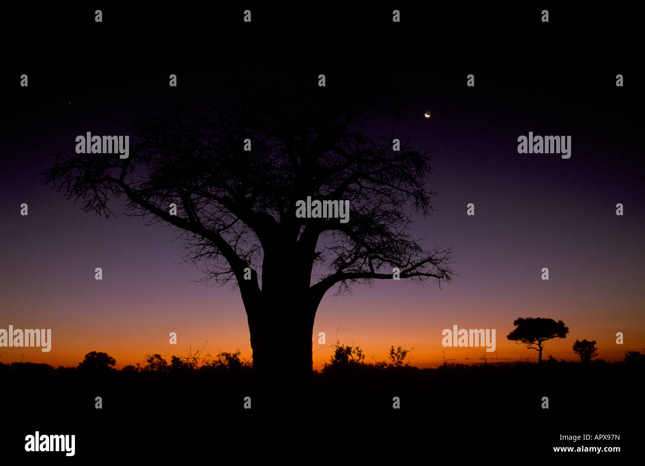 Un baobab stagliano al tramonto con la luna già visibile Foto Stock