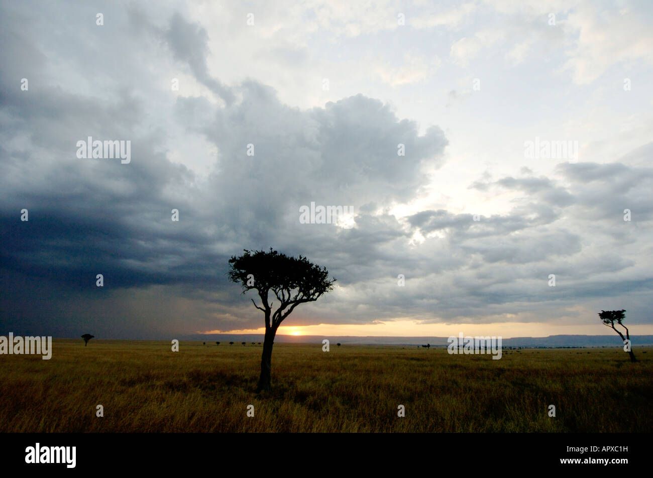 Una vista panoramica di un lontano temporale il Masai Mara pianure con una solitaria Balanites in primo piano Foto Stock