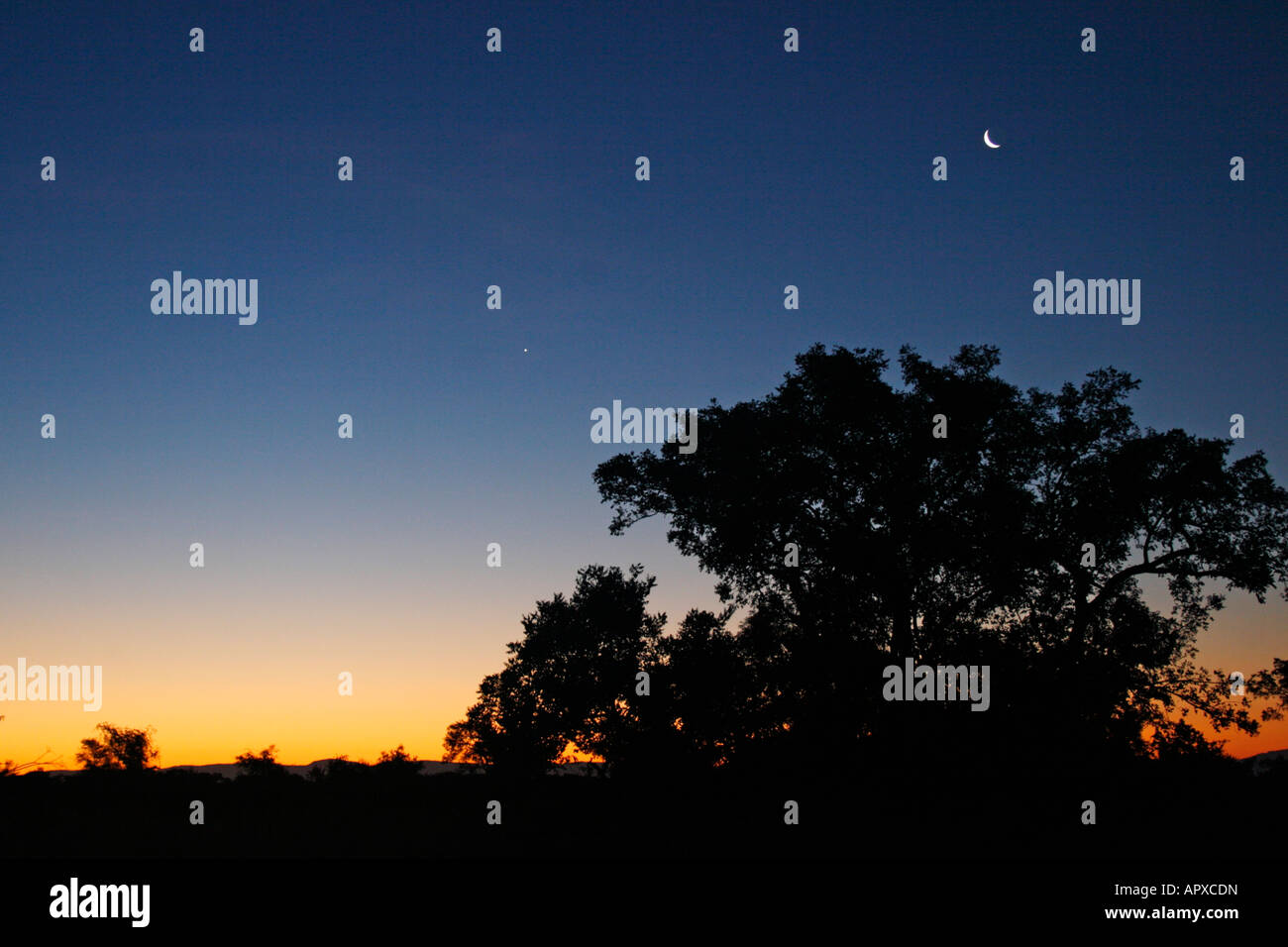 Il tramonto del bushveld con il quarto di luna in un cielo privo di nuvole Foto Stock