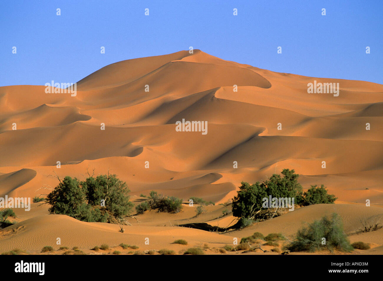 Dune nei pressi di Hassi Messaud Foto Stock