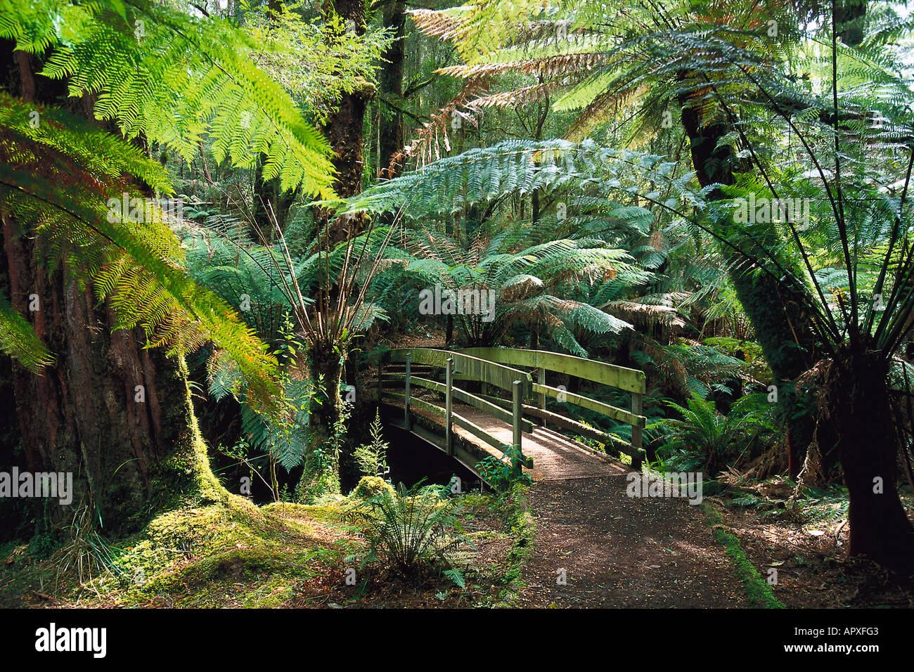 Passerella per Beauchamp cade, foresta pluviale, Otway NP Victoria, Australia Foto Stock