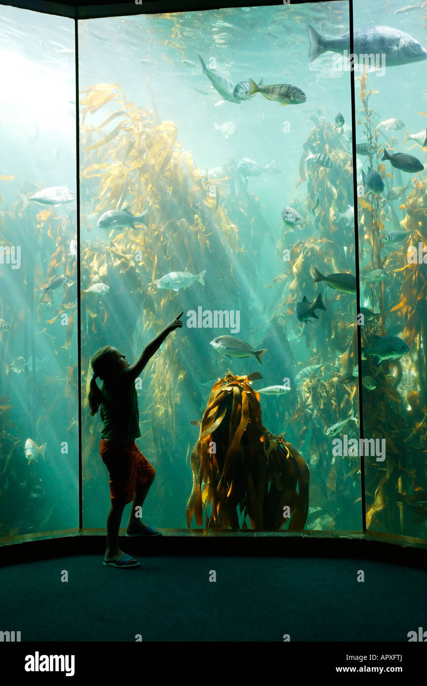 Un bambino guardando fino a pesci in un serbatoio di Kelp presso il Two Oceans Aquarium di Cape Town Foto Stock