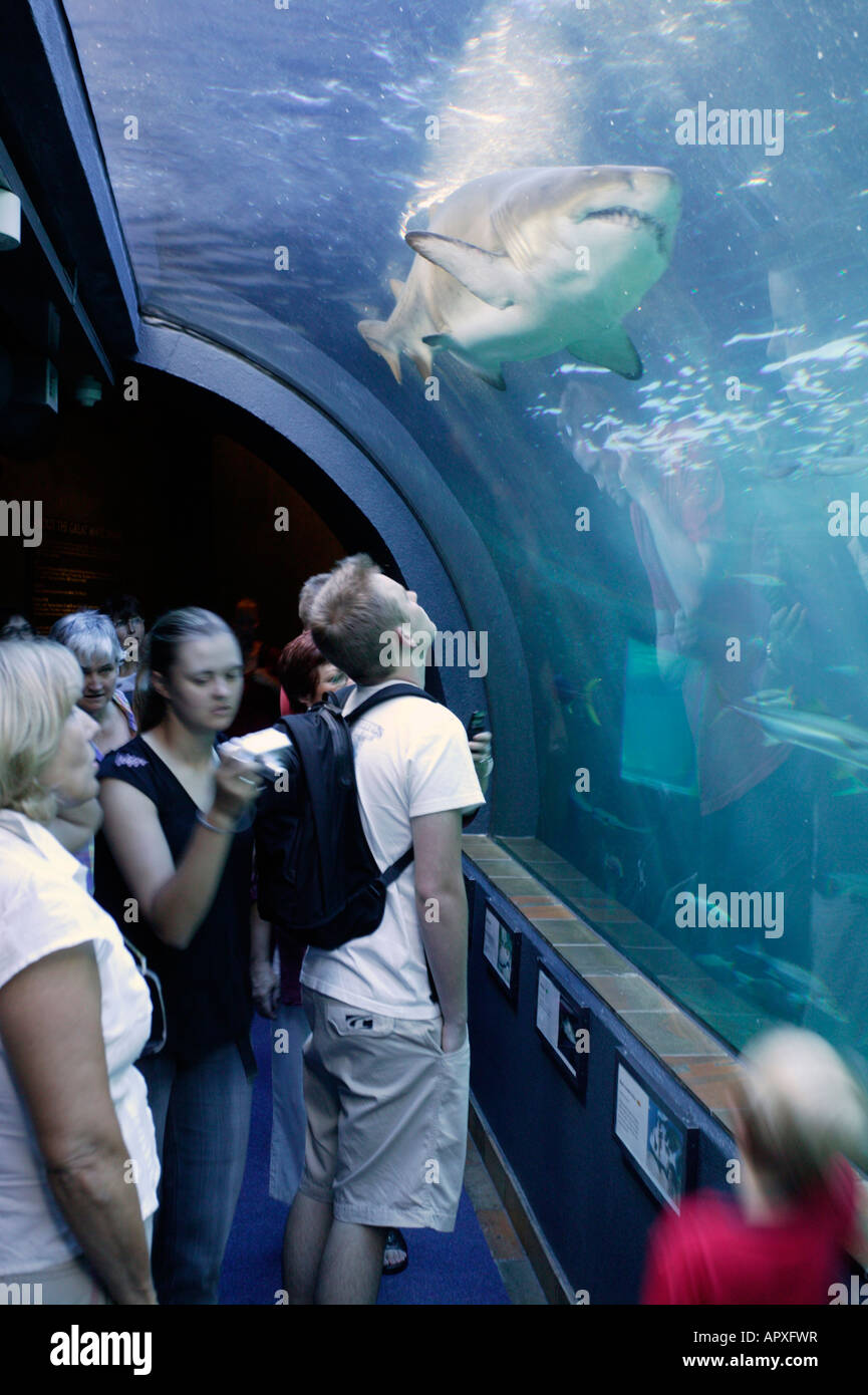 I visitatori della Two Oceans Aquarium sguardo fino a un grande squalo nel walk-attraverso acquario Foto Stock