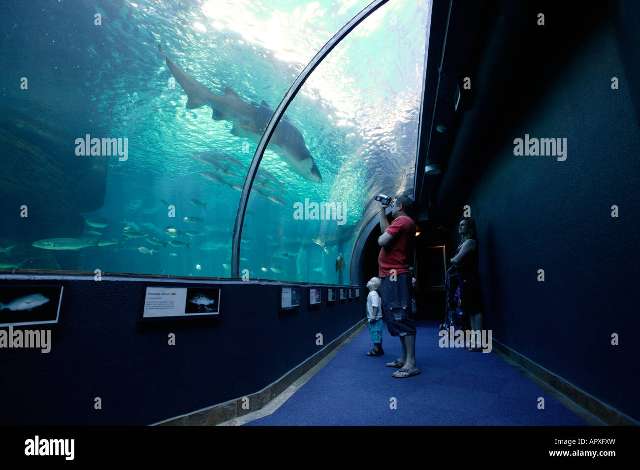 I visitatori della Two Oceans Aquarium guarda una grande squalo nuotare nel walk-attraverso il serbatoio Foto Stock