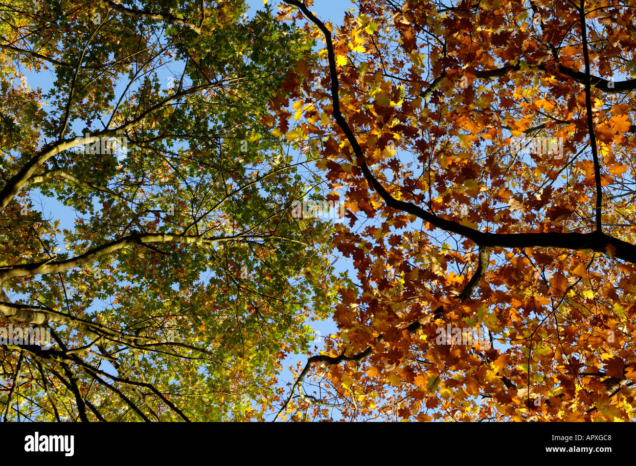 Estate lascia la modifica di autunno Foto Stock