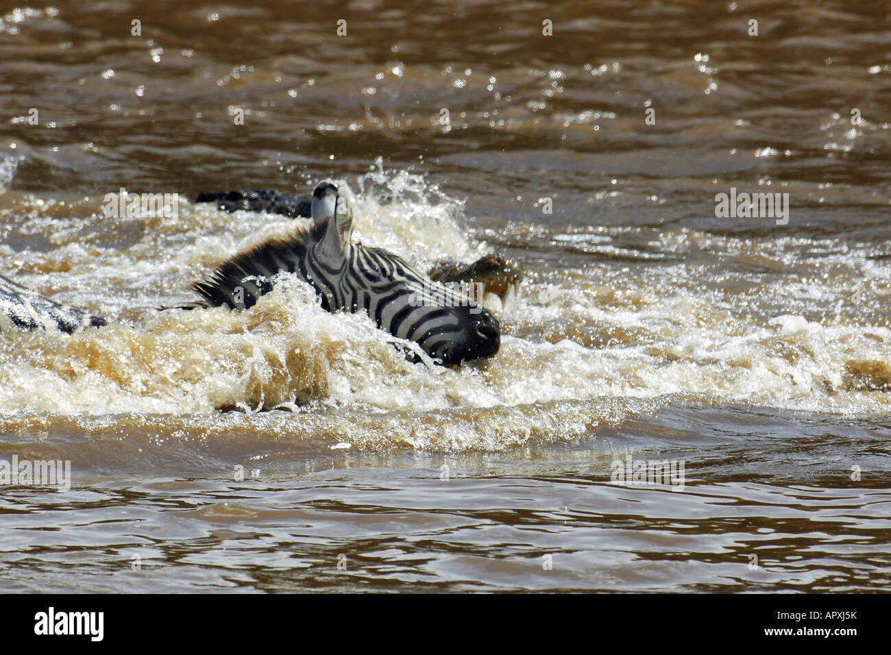 Un coccodrillo si muove in per il kill di una zebra le lotte per attraversare il fiume Mara durante l annuale GNU e la migrazione di zebra Foto Stock