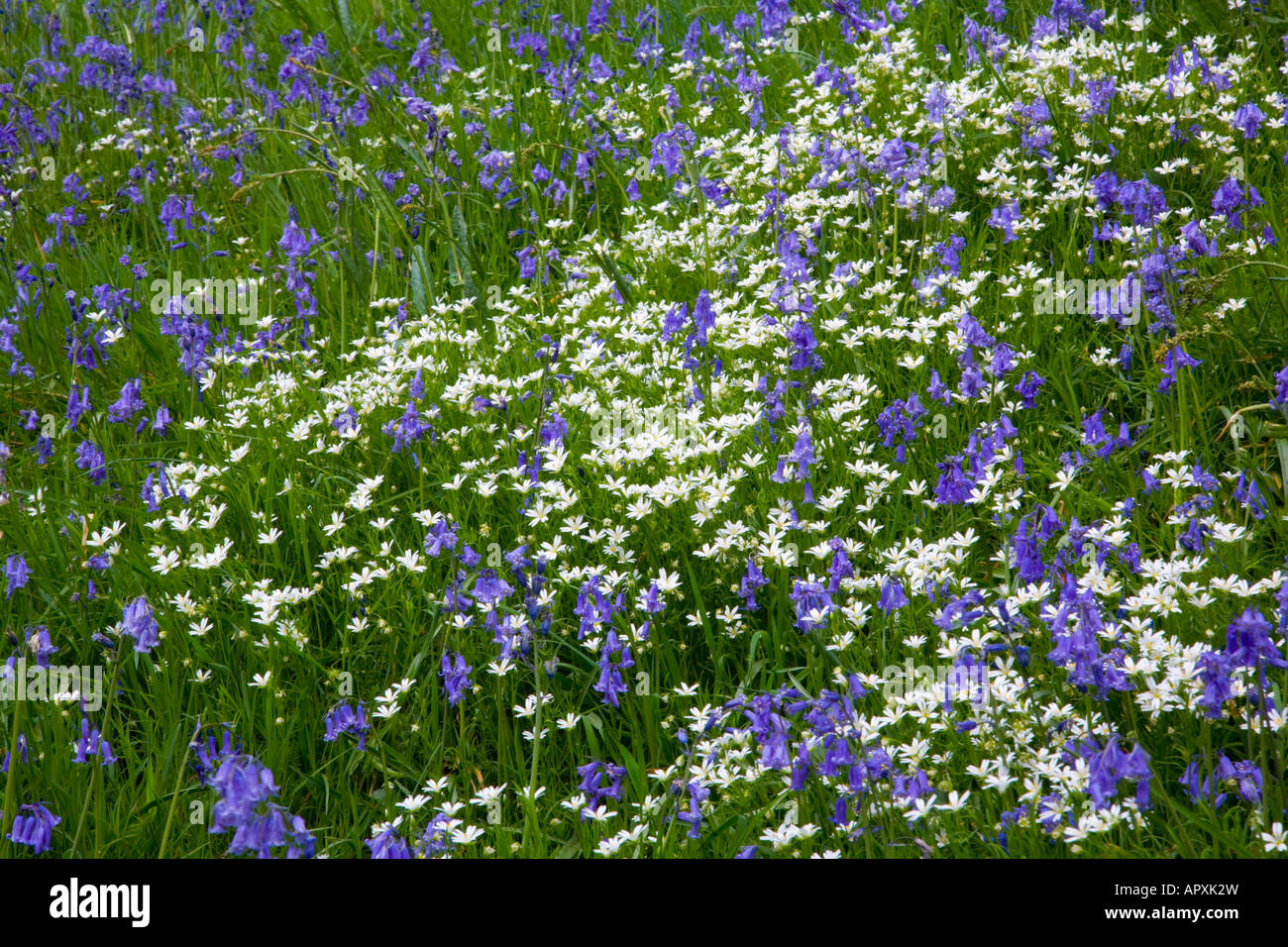 Sevenoaks, Kent, Inghilterra. Bluebells e altri fiori selvatici. Foto Stock