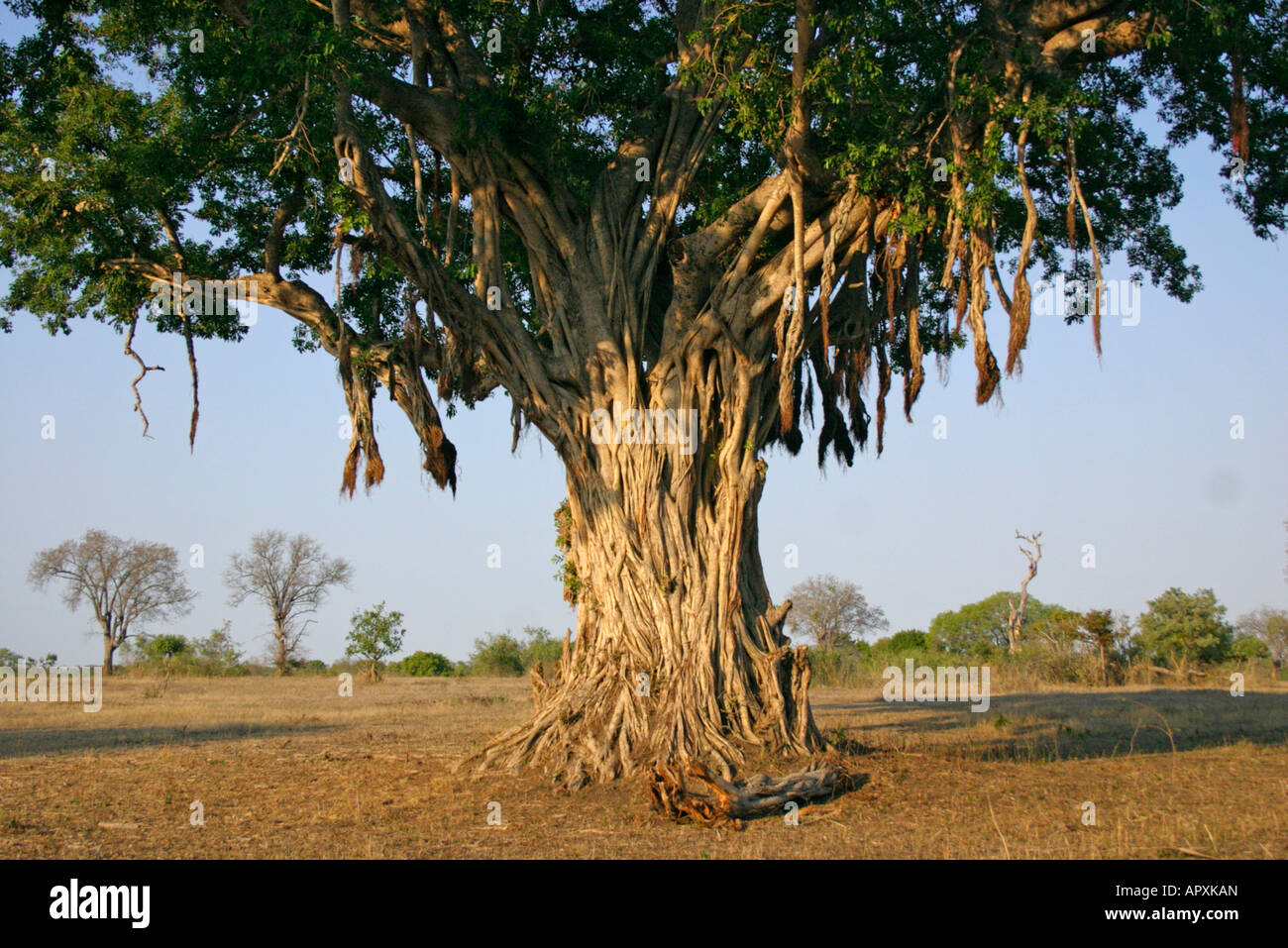 Vista panoramica di un grande albero di fico con abbondanti radici aeree Foto Stock