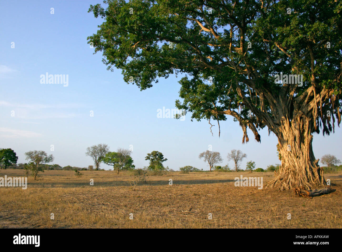 Vista panoramica di un grande albero di fico con abbondanti radici aeree Foto Stock