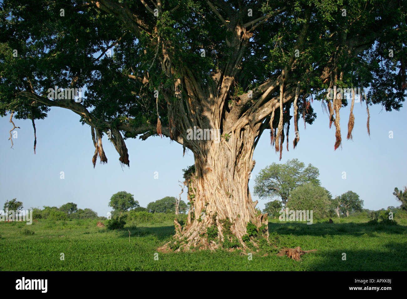 Vista panoramica di un grande albero di fico con abbondanti radici aeree Foto Stock
