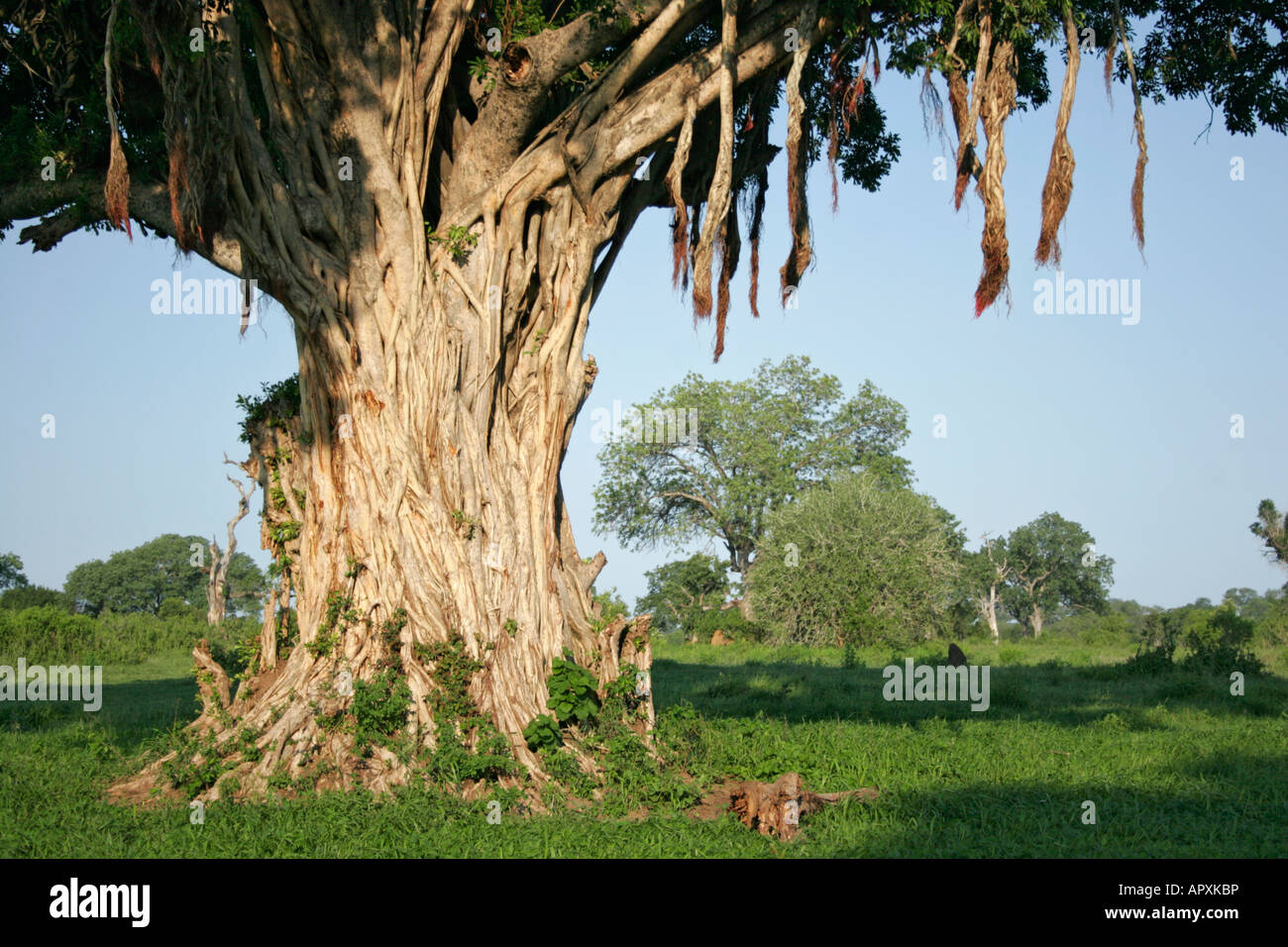 Vista panoramica di un grande albero di fico con abbondanti radici aeree Foto Stock