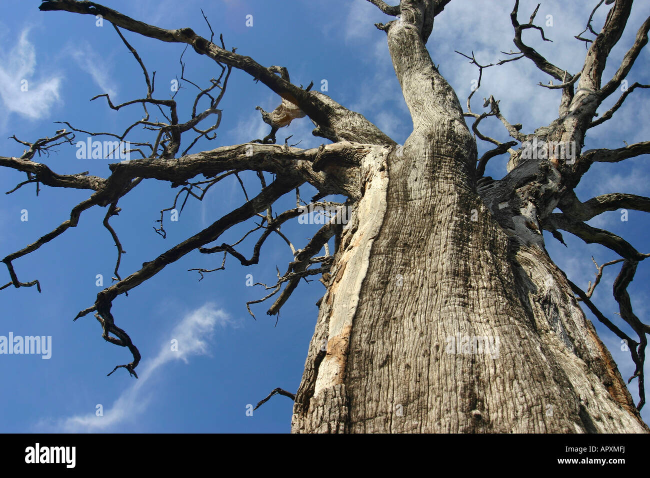 Ampio angolo di visione fino al tronco di un morto leadwood tree (Combretum imberbe) Foto Stock