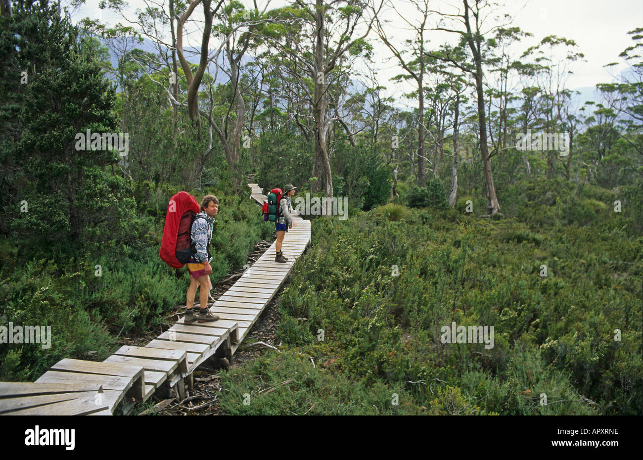 Gli escursionisti su Overland Track Cradle Mountain N P, Australia Tasmania, Cradle Mountain National Park, walkers sul 5-giorno Overland Trac Foto Stock