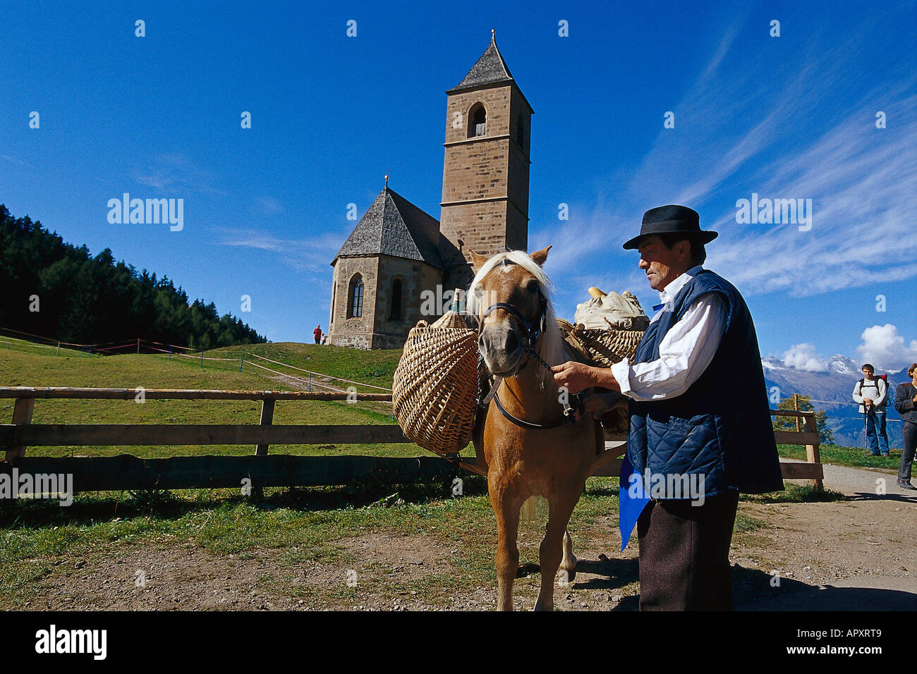 Cavalli avelignesi, vicino a Avelengo Alto Adige, Italia Foto Stock