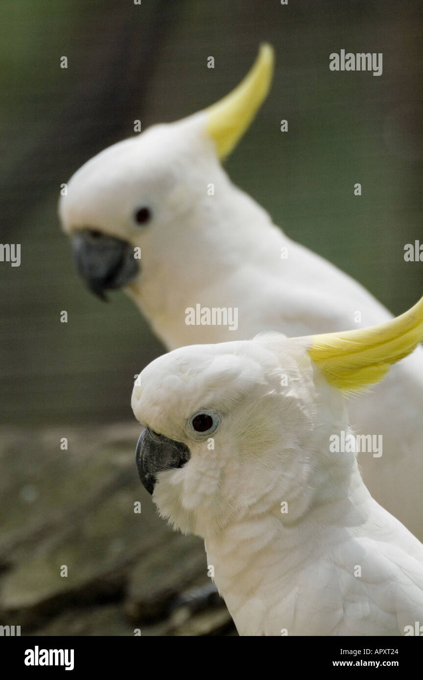 Due maggiori di zolfo Crested Cacatua Malaysia Foto Stock