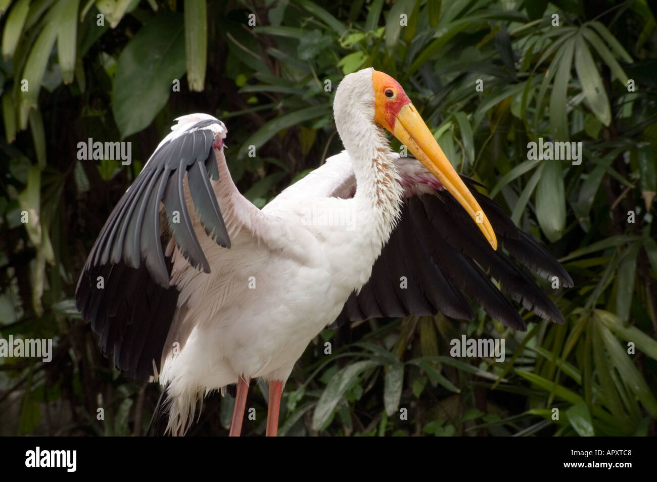 Giallo fatturati cicogna lattea Mycteria ibis sbattimenti le sue ali Kuala Lumpur Bird Park Malaysia a sud est asiatico Foto Stock