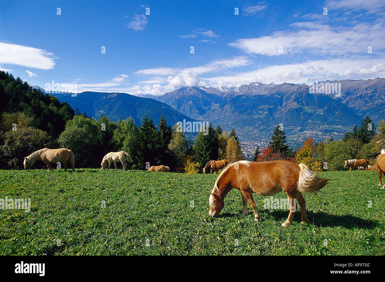 Cavalli avelignesi, vicino a Avelengo Alto Adige, Italia Foto Stock