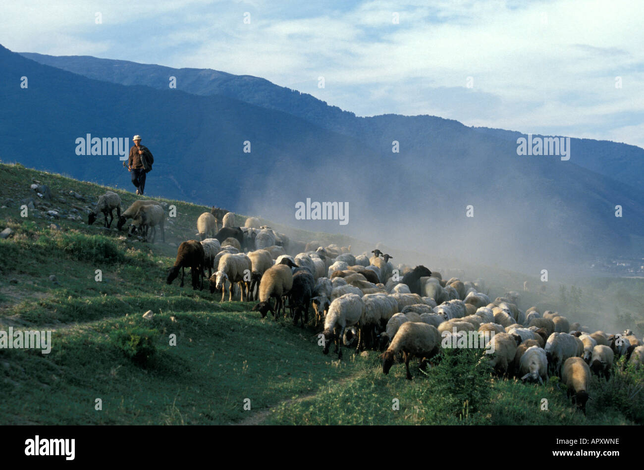 Gregge di pecore con il pastore, Dodekanes, Rodi, Grecia Foto Stock
