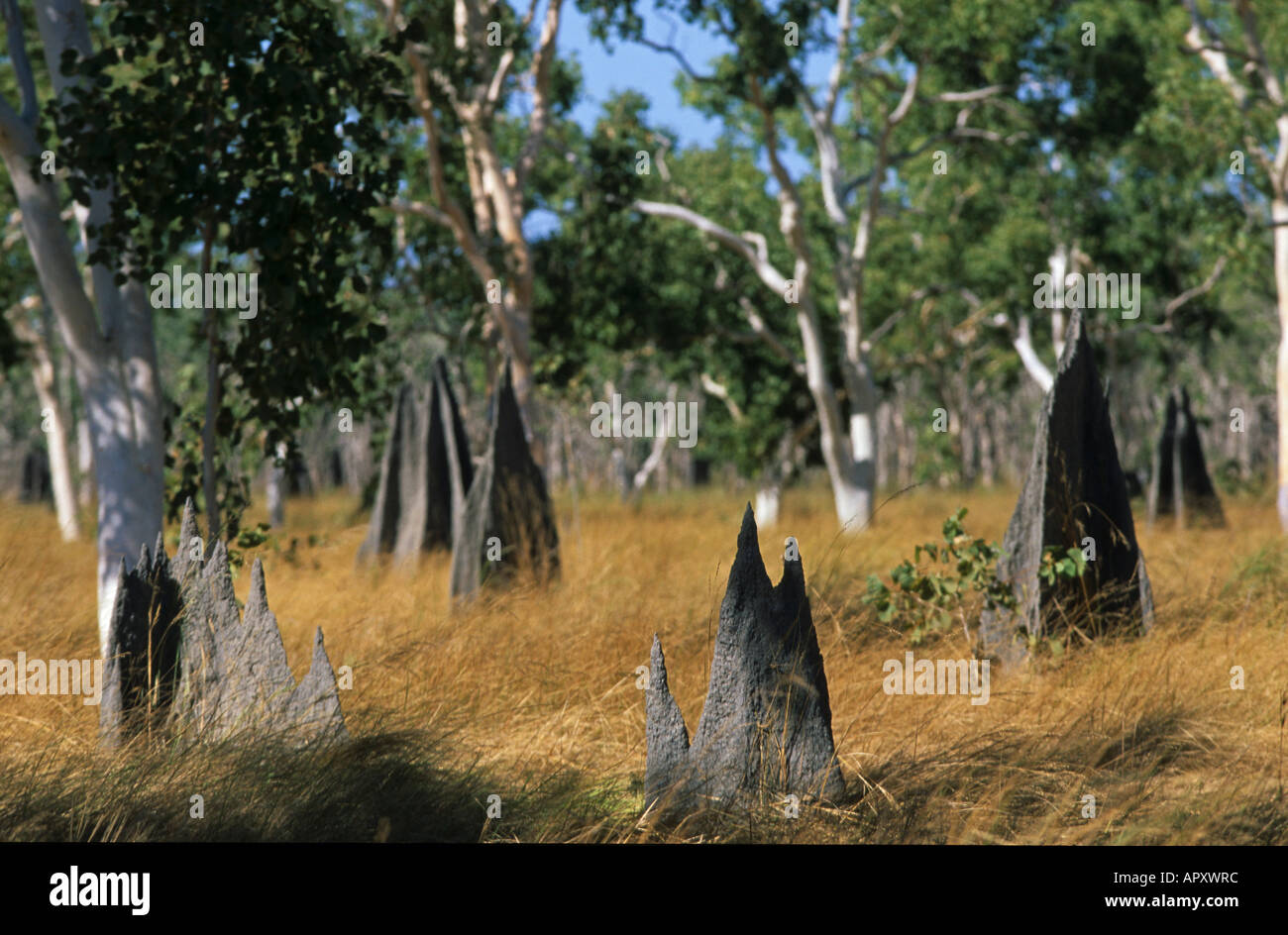 Giant termite mound, Lakefield National Park, Cape York Peninsula, Queensland, Australia Foto Stock