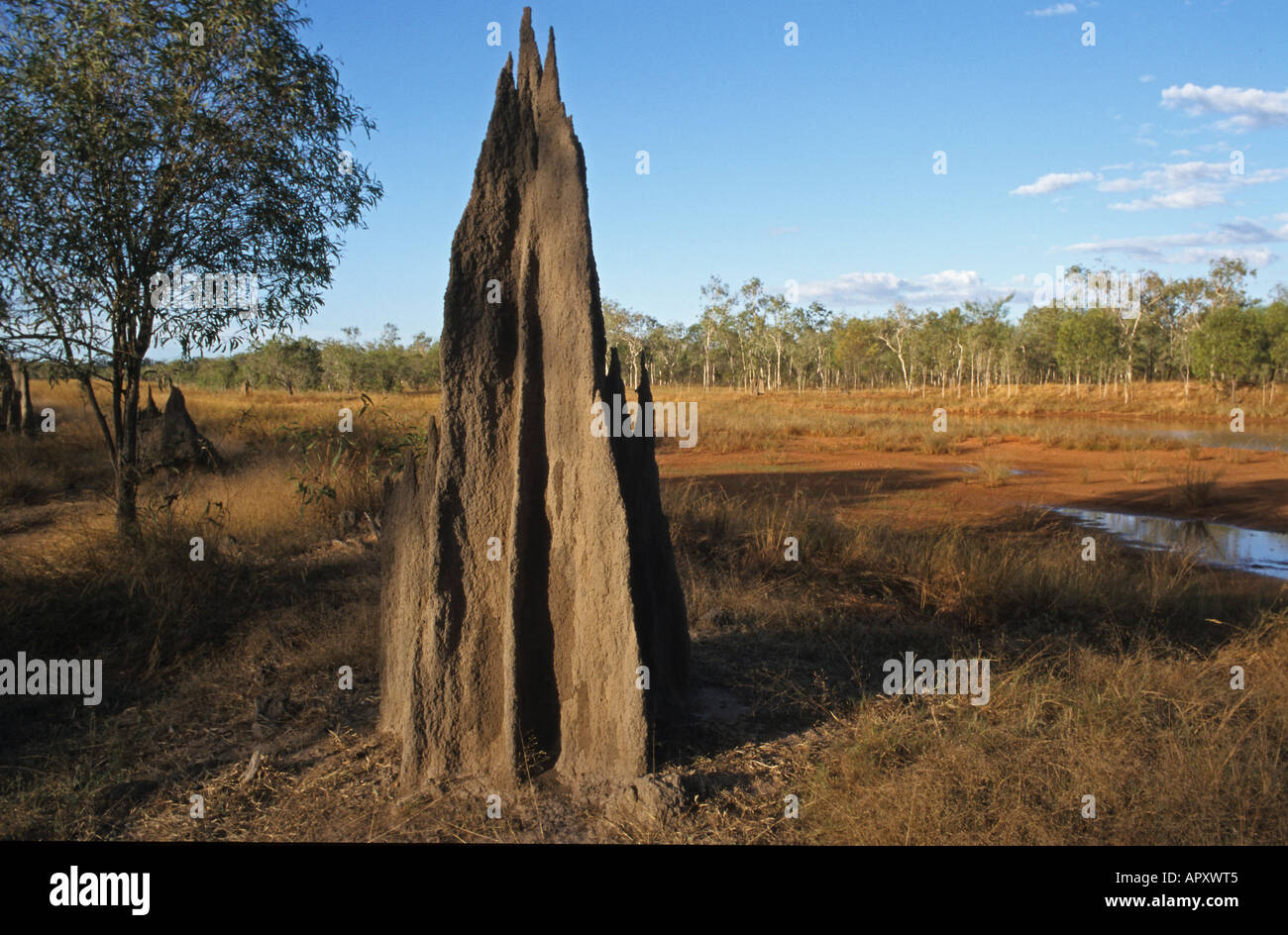 Magnetico tumulo termite, Cape York Peninsula, Queensland, Australia Foto Stock