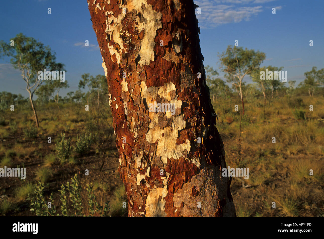 Eukalyptus tree, Rinde, Australien, Northern Territory, Red Centre, alberi di eucalipto Foto Stock