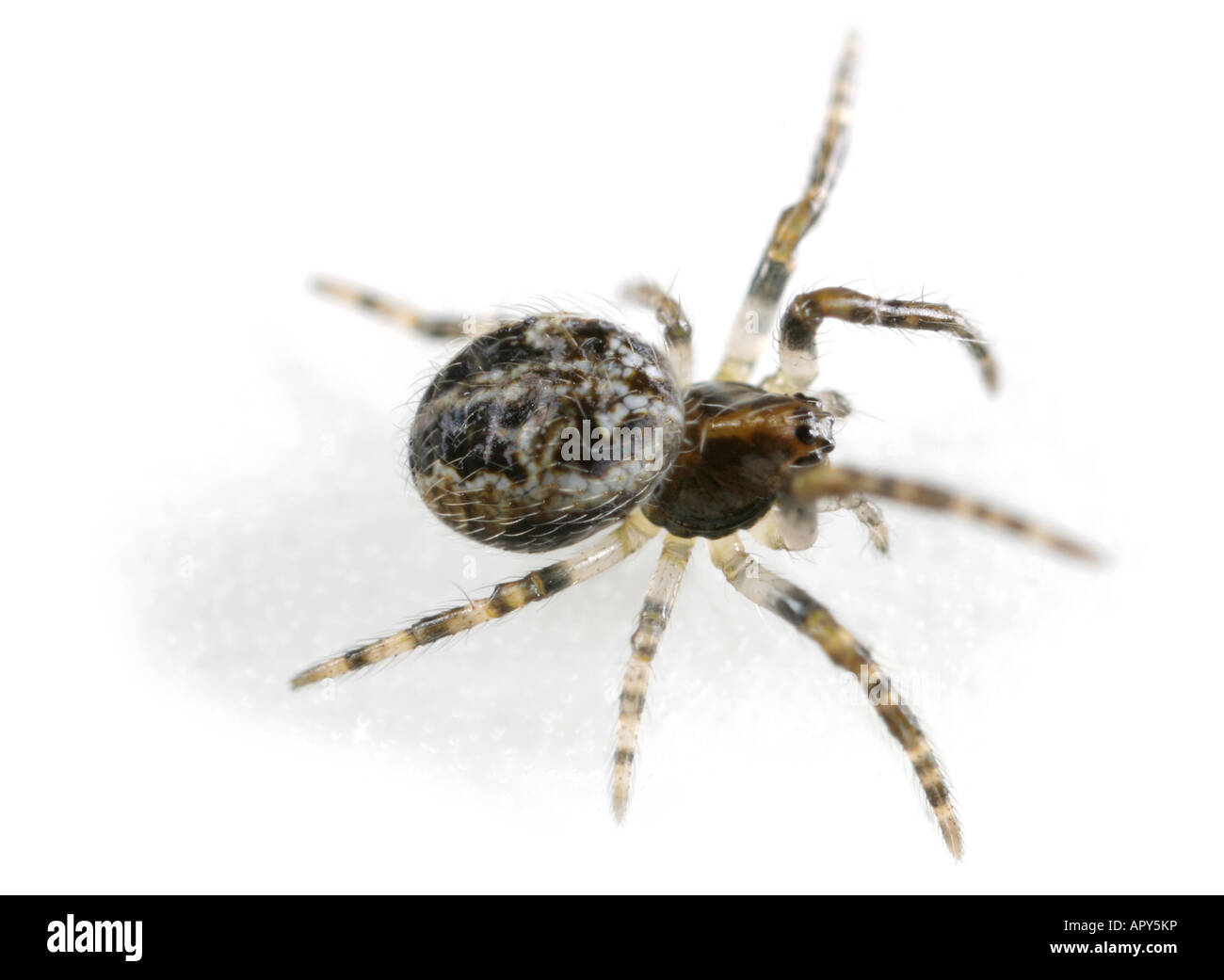 Solco Orb-weaver. Un giovane femmina Larinioides cornutus spider, famiglia Araneidae, su sfondo bianco. Foto Stock