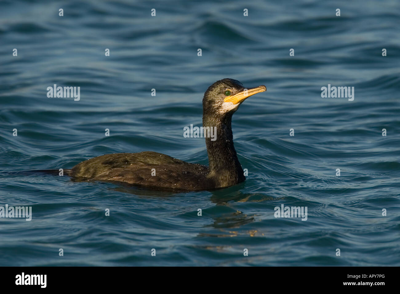 Cormorano Foto Stock