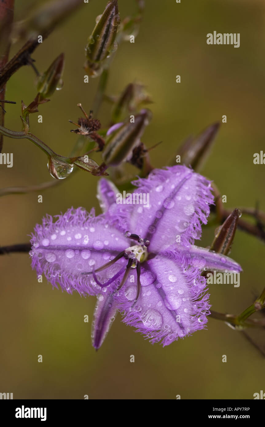 Twining orlata Lily Thysanotus patersonii fiore in pioggia Gooseberry Hill Perth Western Australia Settembre Foto Stock