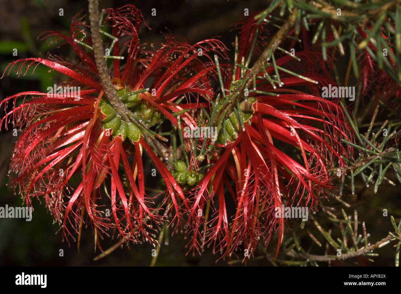 Facciata uno scovolino da bottiglia Calothamnus quadrifidus fiori Gooseberry Hill Perth Western Australia Settembre Foto Stock