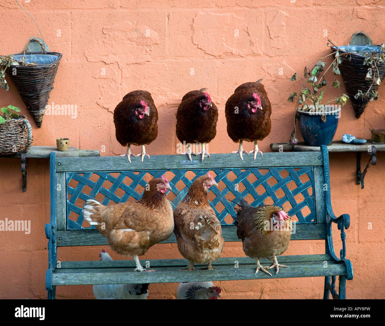 Gruppo di polli addomesticati in posizioni umorose, in Garden, Inghilterra del Nord Foto Stock