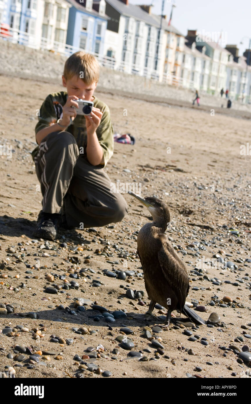 Ragazzo giovane fotografa un docile cormorano a Aberystwyth north beach estate nel pomeriggio, Wales UK Foto Stock