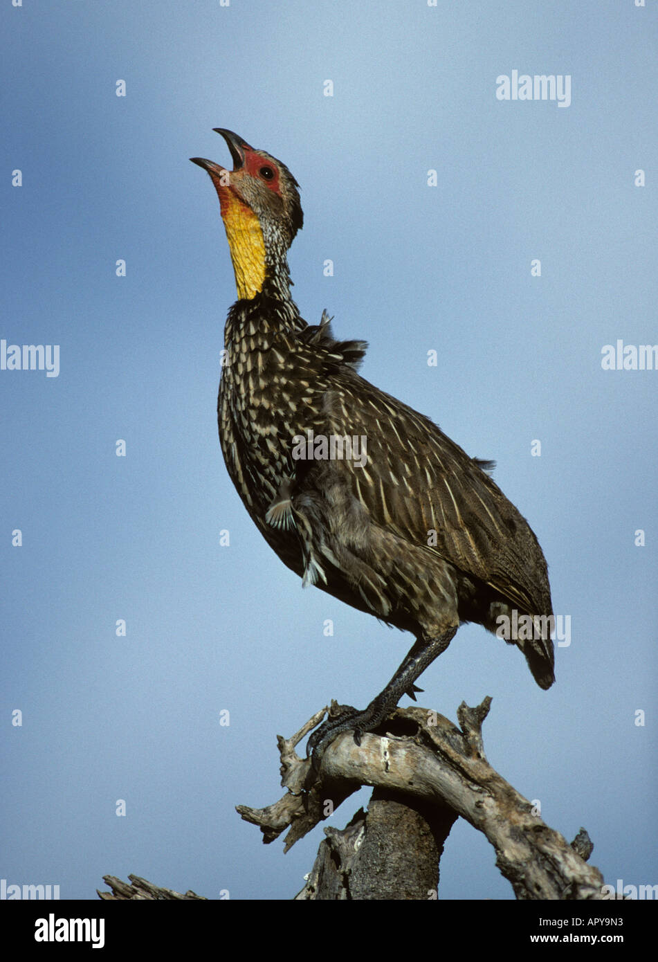 Giallo SPURFOWL COLLO (Francolinus leucoscepus), maschio adulto chiamando da elevati persico, Samburu Game Reserve, Kenya, Est Afri Foto Stock