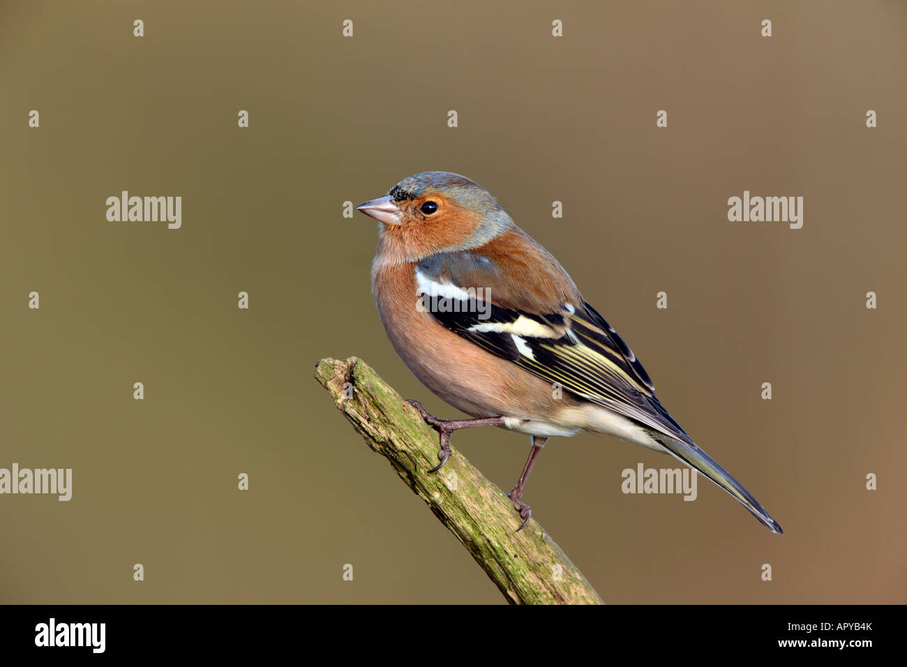 Maschio di fringuello Fringilla coelebs appollaiato sul ramo cercando alert Potton Bedfordshire Foto Stock