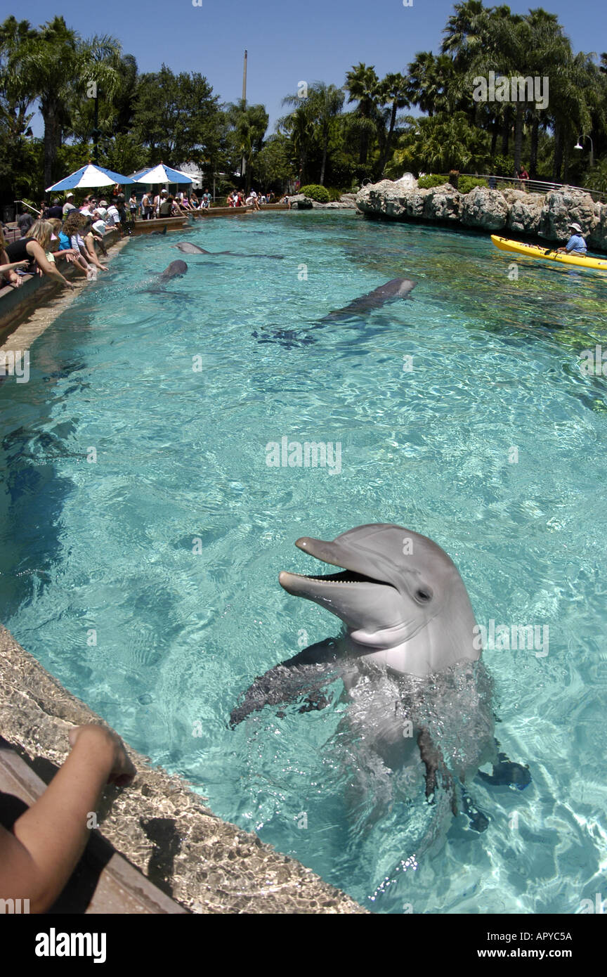 ORLANDO FL SeaWorld Dolphin Cove persone alimentando i delfini Foto Stock