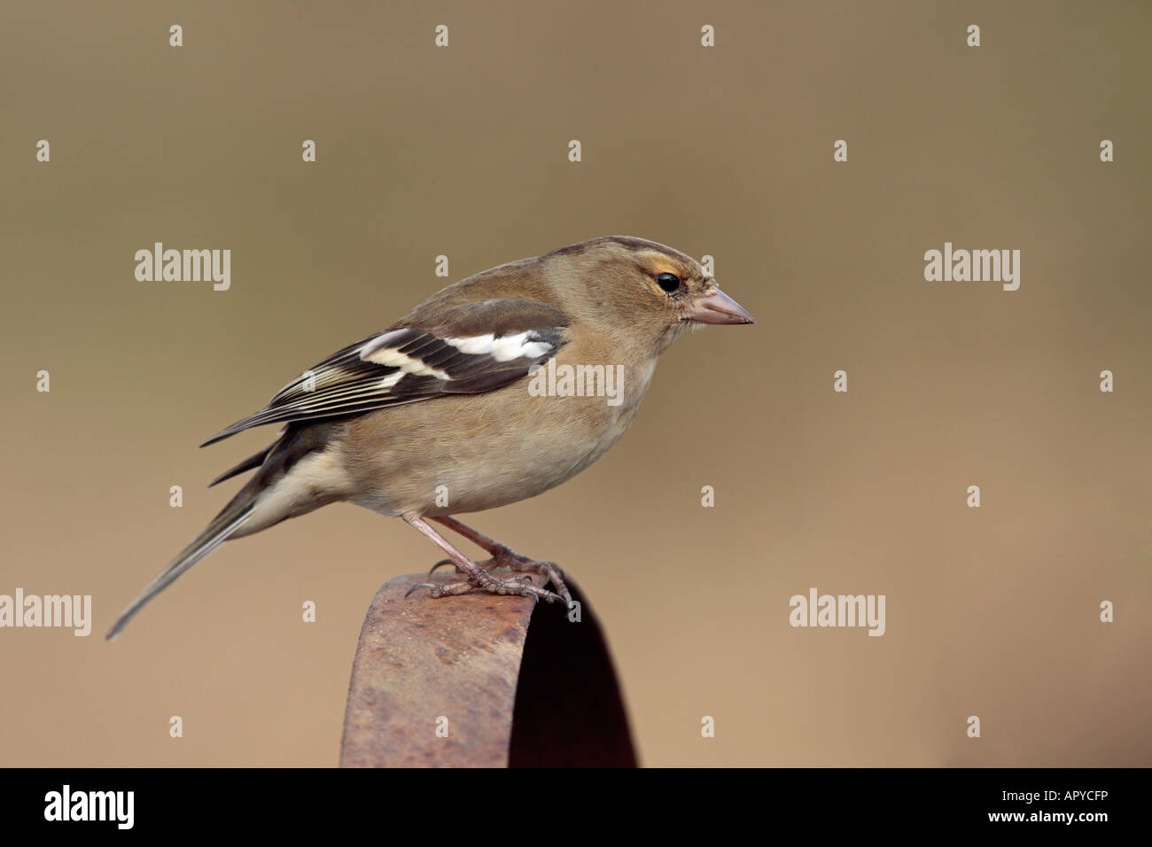 Fringuello Fringilla coelebs vecchio spingere hoe ruota sul ramo cercando alert Foto Stock