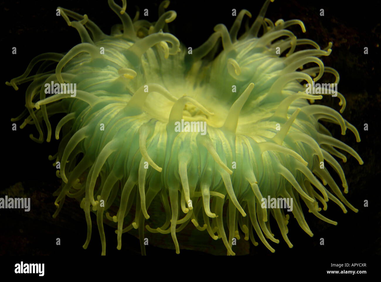 Verde gigante anemone marittimo Foto Stock