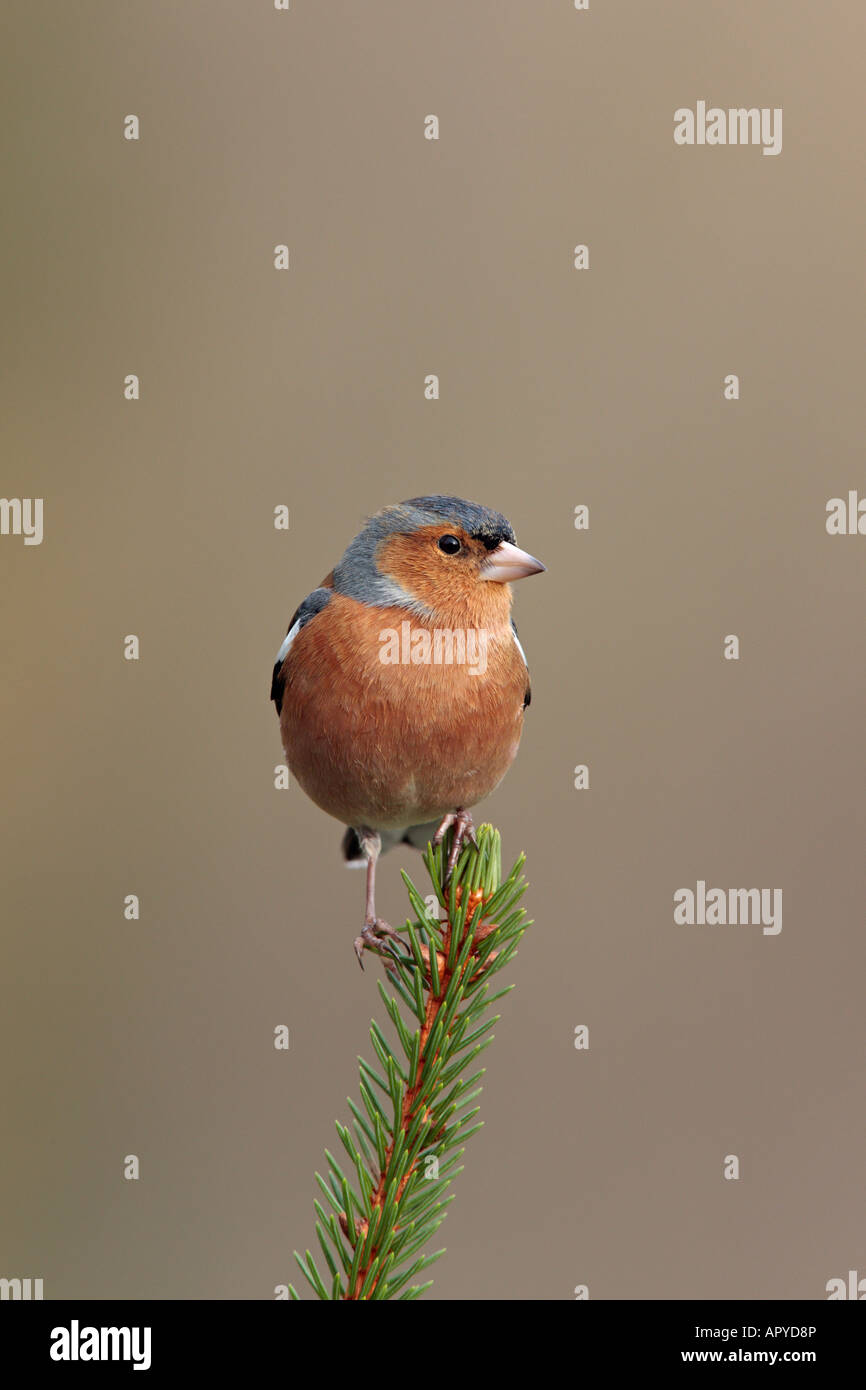 Fringuello Fringilla coelebs arroccato su pino cercando alert Foto Stock