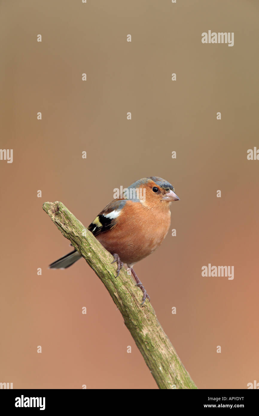 Maschio di fringuello Fringilla coelebs sul ramoscello cercando alert Potton Bedfordshire Foto Stock